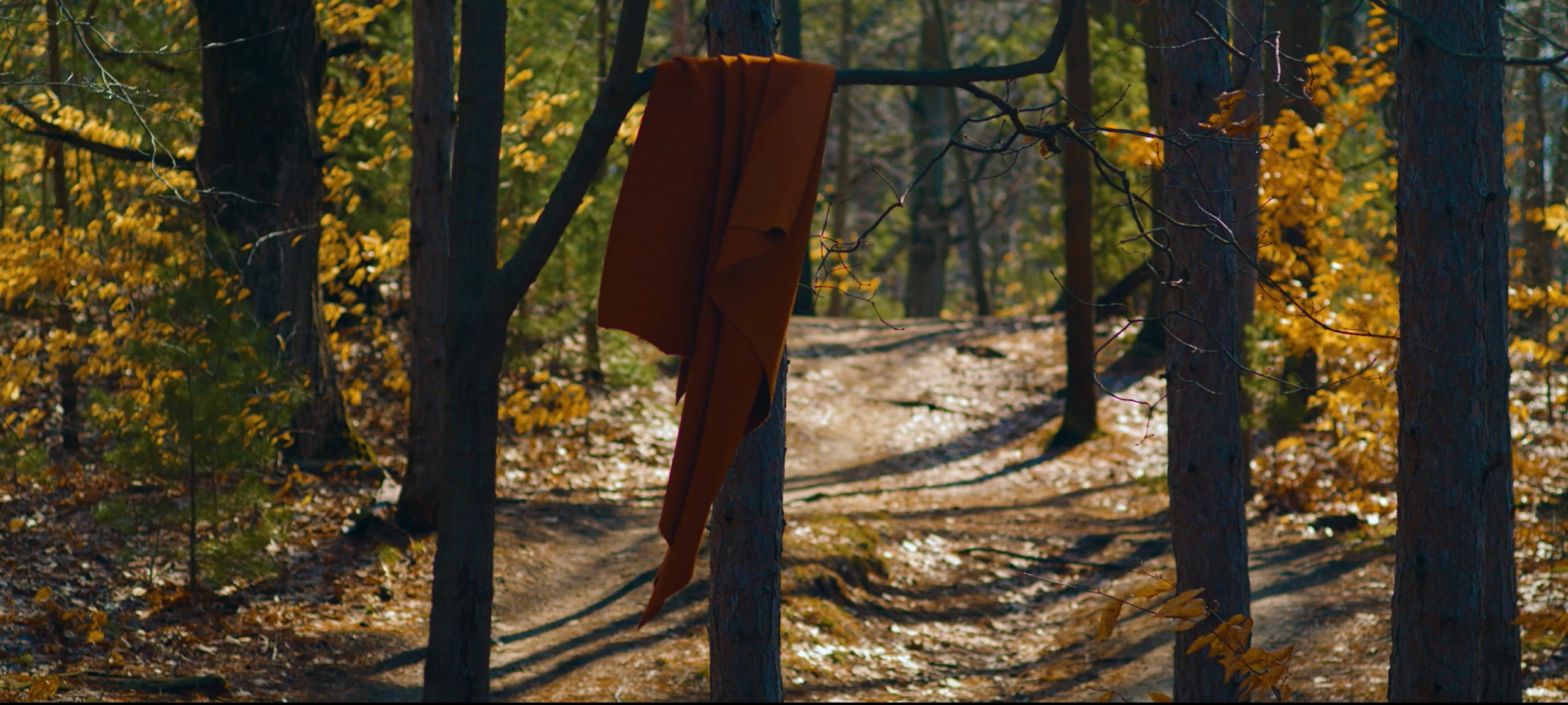 A piece of fabric hanging from a tree in a wood